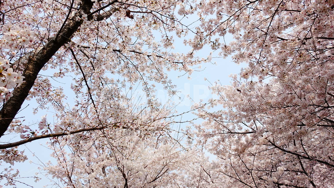 삼락강변,벚꽃,봄풍경,봄꽃,꽃,봄,계절,spring,season,자연,풍경,nature,landscape,plant,식물,blossom,cherry blossom,flower