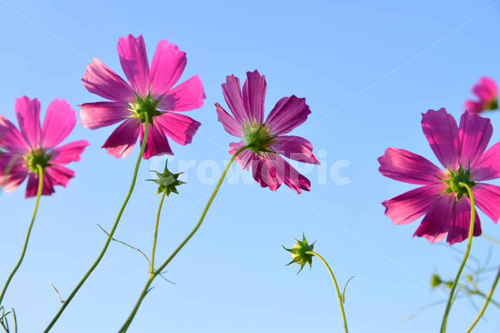 코스모스,코스모스꽃,꽃,가을,가을꽃,꽃받침,하늘,식물,국화과,꽃잎,cosmos,flower,fall,autumn,plant,blossom,flowercup,petal,식물,자연,plants,nature,꽃,flower
