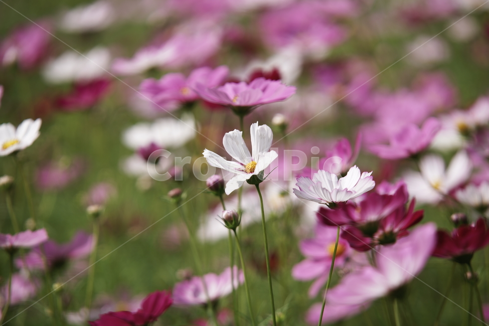 코스모스,꽃,식물,계절,가을,감성,가을,계절,fall,autumn,season,식물,자연,plants,nature,꽃,flower,blossom,geranium,제라늄,plant