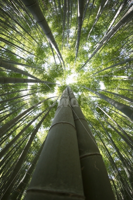 대나무,시선,여름날,숲,고요,자연,풍경,nature,landscape,여름,계절,summer,season,식물,plants,plant,bamboo