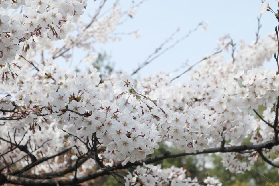 벚꽃,flower,blossom,plant,식물,봄,cherryblossom,봄꽃,야외,화창한,나뭇가지