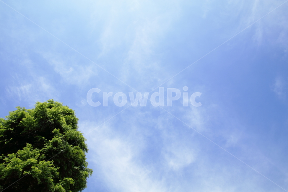 하늘,푸른,나무,가을하늘,파란색,자연,풍경,nature,landscape,tree,plant,식물