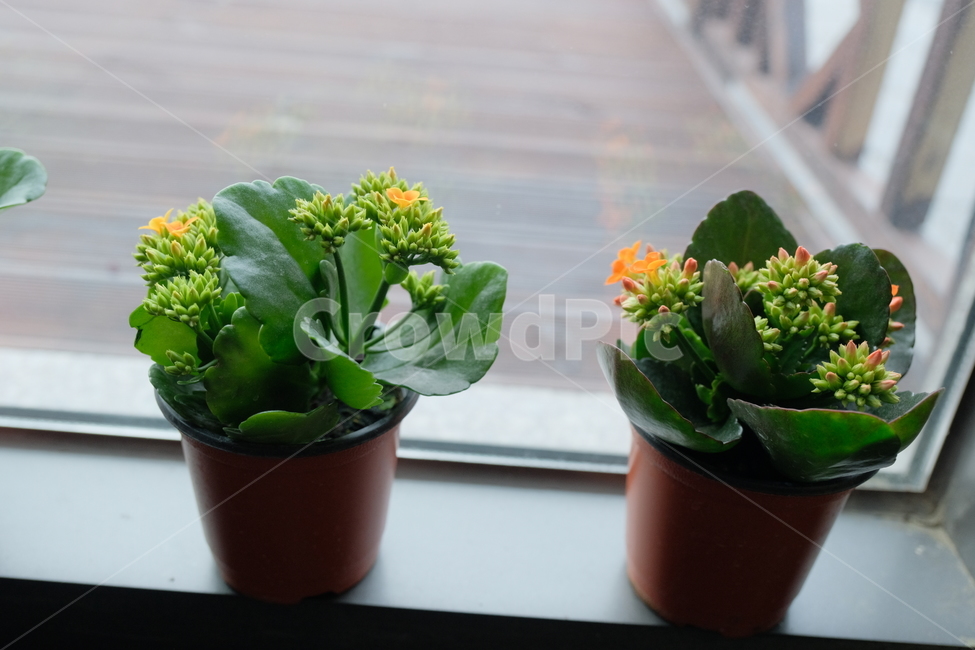 plant,식물,화분,카랑코에,꽃,꽃화분,반려식물