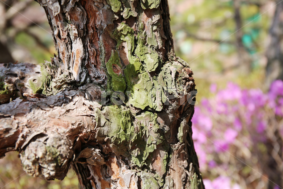 나무재질,재질,봄,진달래,자연,나무,식물,자연,plants,nature,나무,trees,wood