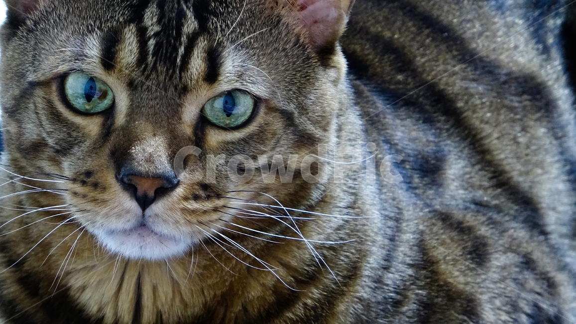 애완동물,cat,고양이,animal,동물,동물,animal,포유류,mammal,고양이,cat,kitten,kitty
