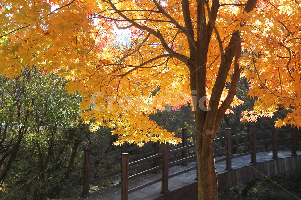 가을풍경,가을,단풍나무,단풍나무와다리,단풍잎,감성사진,가을,계절,fall,autumn,season,식물,자연,plants,nature,나무,trees,wood,tree,plant,maple,단풍,leaf,잎