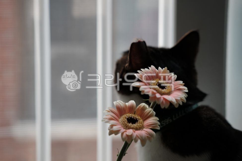 고양이,꽃,거베라,창문,창가