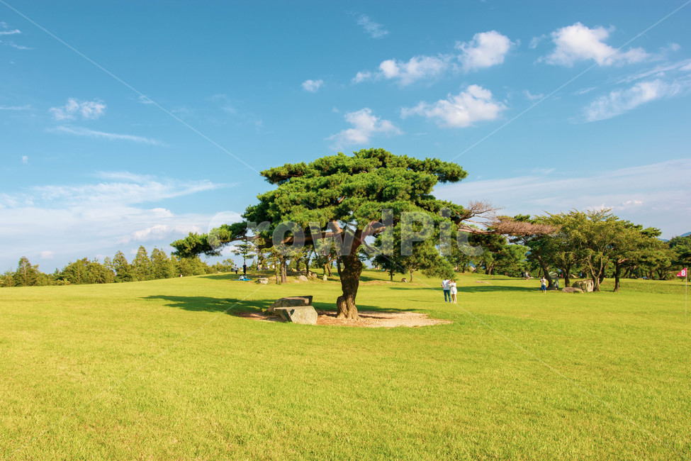 plant,park,공원,grass,식물,outdoors,옥외,lawn,잔디,나무,trees,wood