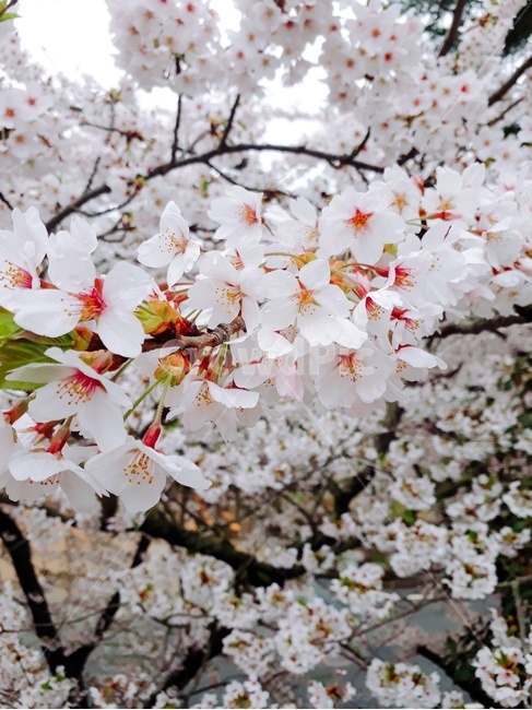 벚꽃,봄날,봄,spring,예쁜꽃