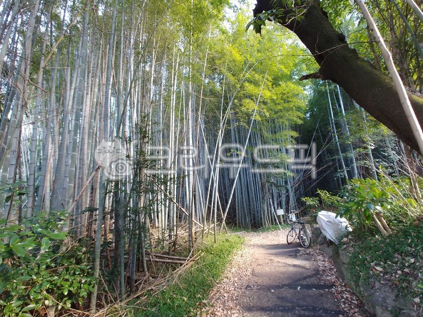 나고야숲,초록색,자전거,대나무,자연