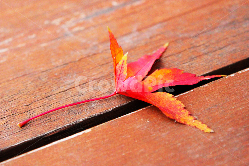 가을,감성,단풍,잎,leaf,단풍잎,가을,계절,fall,autumn,season