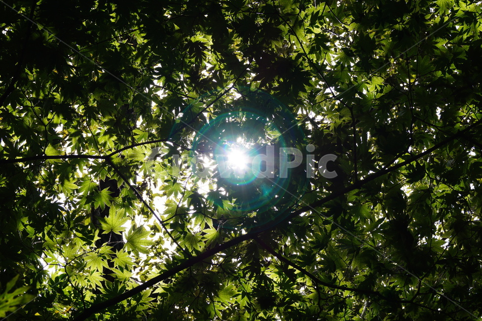 빛,light,leaf,잎,태양