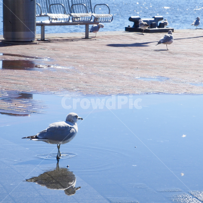bird,새,animal,반영,갈매기,동물,동물,animal,조류,새,birds