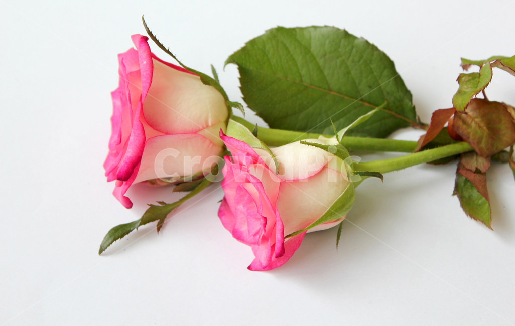 꽃,장미,장미꽃,핑크,생화,rose,flower,pink,신선한,green,leaf,leaves,녹색,그린,잎,나뭇잎,장미잎,탑앵글,식물,사랑,로맨스,love,romantic,두송이,플라워,흰배경,꽃,flower,누끼,remove background