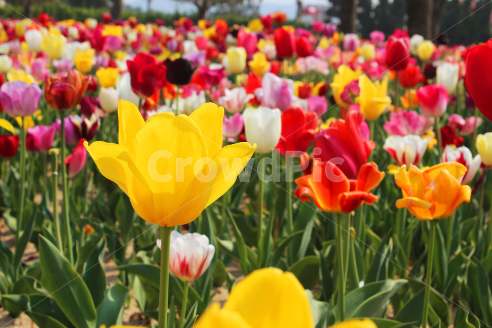 튤립,tulip,flower,blossom,꽃잎,petal,식물,자연,season,plants,nature,야외,식물,자연,plants,nature,꽃,flower