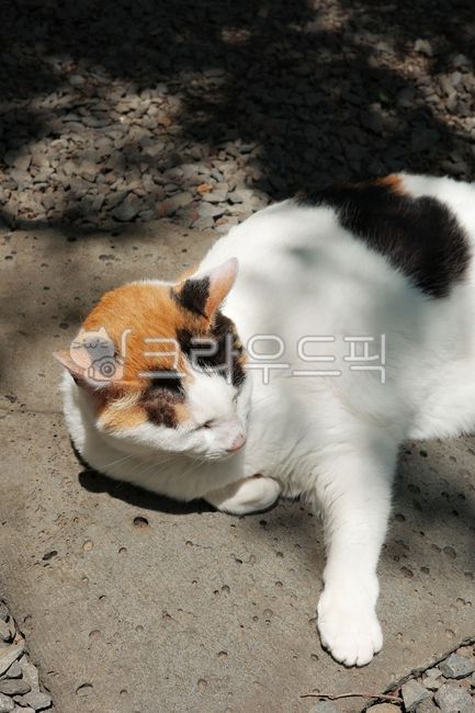 cat,calicocat,straycat,fur,ear,eye,paw,floor,sunlight,shadow,stone,nap,lying,pose,light,animal,face,rest,leg,nose