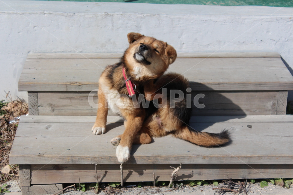 동물,animal,개,반려동물,반려견,애완동물,애완견,강아지,dog,puppy,역동적