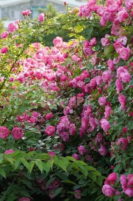 장미,꽃,분홍꽃,rose,flowe,r붉은,빨간색,아웃포커스,감성,보케,자연,색감,식물,자연,plants,nature,꽃,flower