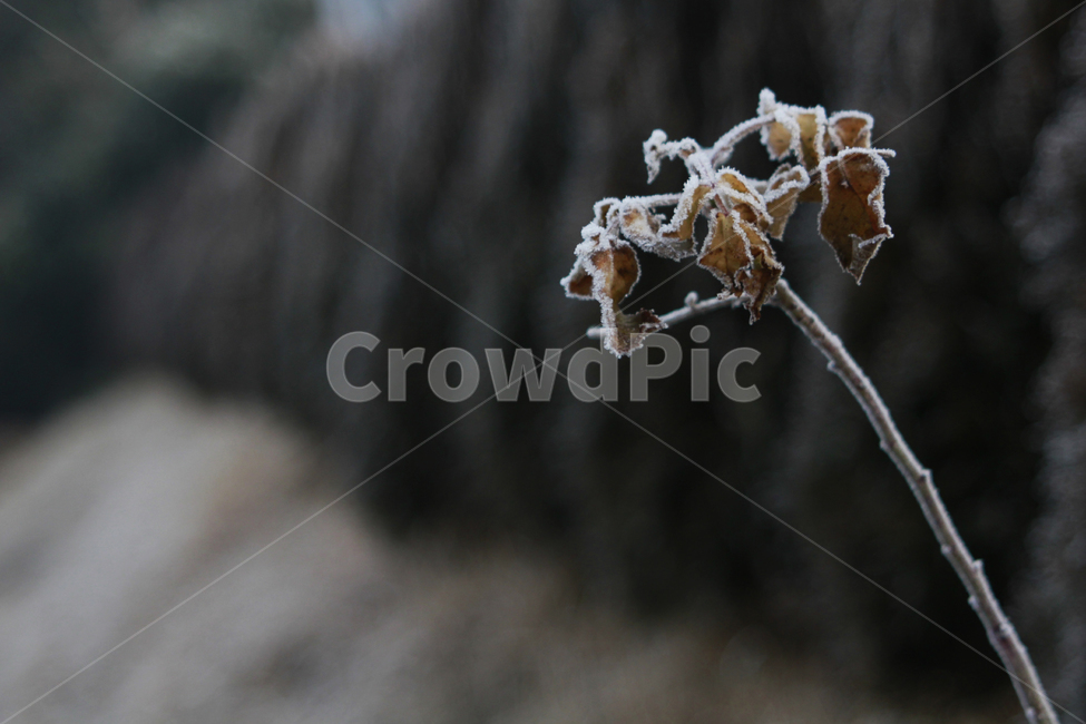 겨울,자연,풍경,잎사귀,winter,겨울,계절,winter,season,식물,자연,plants,nature