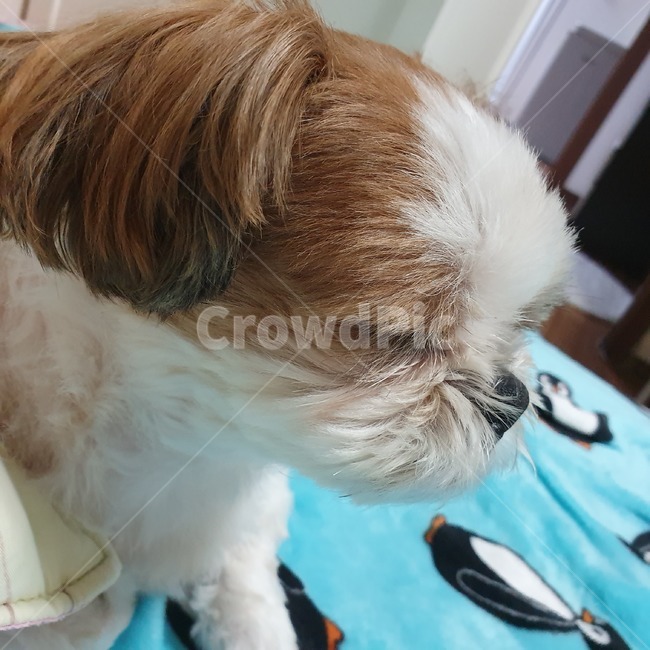동물,pet,strap,animal,강아지,개,puppy,dog,시츄,shihtzu,개,강아지,dog,doggy