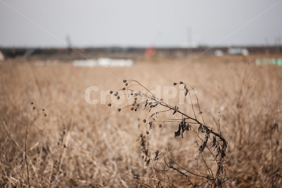 들,들판,풍경,겨울,wild,식물,자연,plants,nature,감성,sensible,feeling