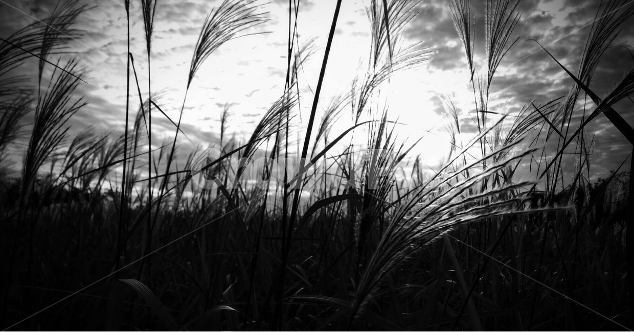가을,들판,모노톤,자연풍경,갈대,외로움,자연,풍경,nature,landscape,식물,plants,흑백,모노톤,monochrome,black and white,grass,잔디,plant,lawn,reed