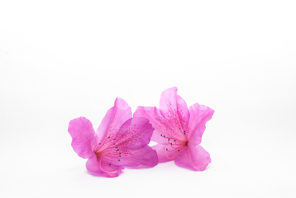 산철쭉,철쭉,누끼,배경,봄,꽃,생화,식물,조경,핑크,분홍,spring,season,flowe,자연,향기,아름다운,화사한,봄꽃,꽃잎,스튜디오,봄,계절,spring,season,식물,자연,plants,nature,꽃,flower,누끼,remove background,plant,geranium,제라늄,blossom,petal