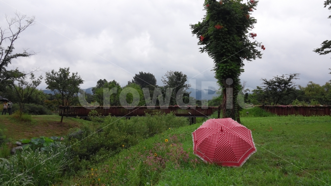 우산,능소화,풍경,자연,빨강,자연,풍경,nature,landscape,outdoors,옥외