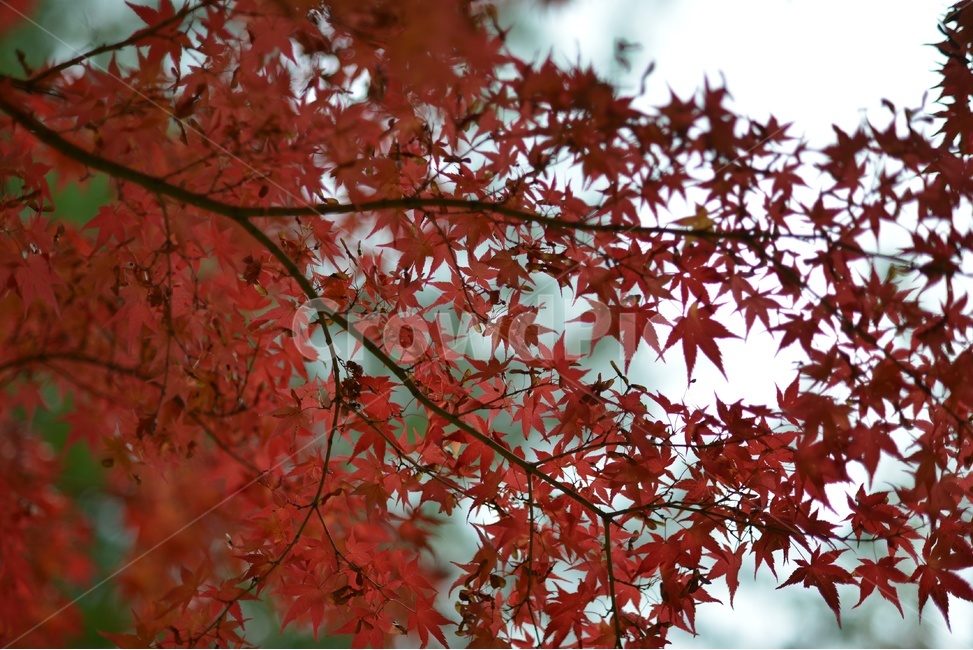 가을,단풍,빨강,나무,자연,가을,계절,fall,autumn,season,leaf,잎,plant,식물,tree