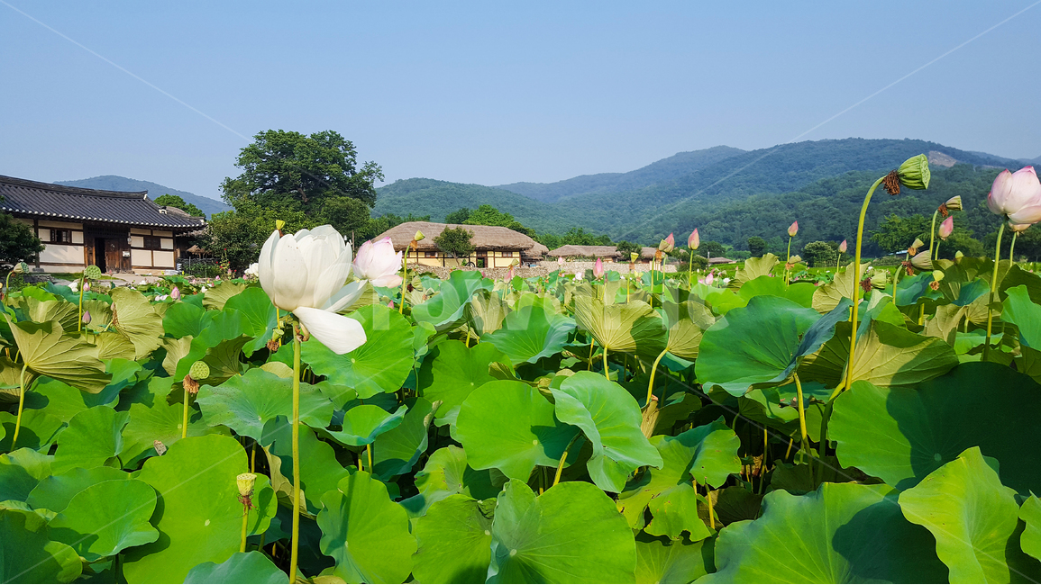 한국전통,전통적인,전통마을,민속마을,외암리민속마을,기와집,초가집,한국전통집,연,연꽃,나무,산,식물,자연,녹색,푸른,푸르름,한국의전통가옥,전통가옥,돌담,감성,감성사진,여름,시골,마을,풍경,landscape,country,rural,town,한국전통,한국문화,korean traditional,korean culture,식물,자연,plants,nature,꽃,flower
