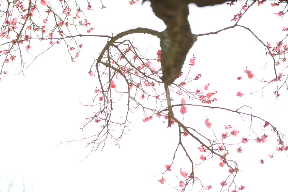 매회,분홍,나무,품격,인내,식물,자연,plants,nature,꽃,flower,나무,trees,wood