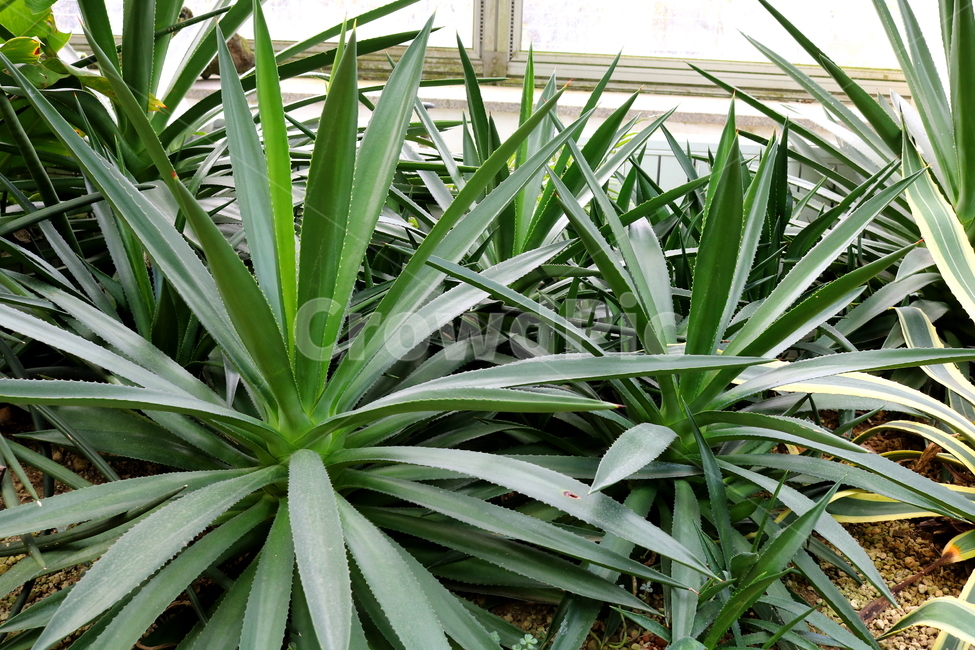 선인장,다육식물,다육이,식물,용설란,세기식물,자연,식물,자연,plants,nature
