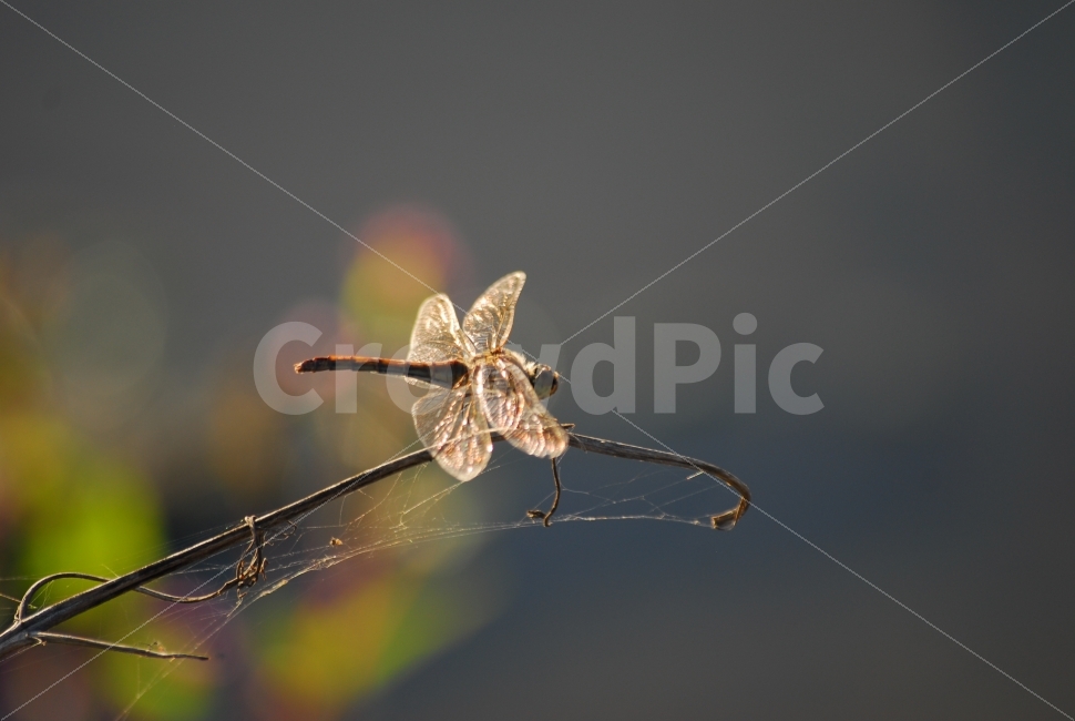 잠자리,고추잠자리,곤충,가을,보케,가을,계절,fall,autumn,season,동물,animal,곤충,벌레,insect,bug,감성,sensible,feeling