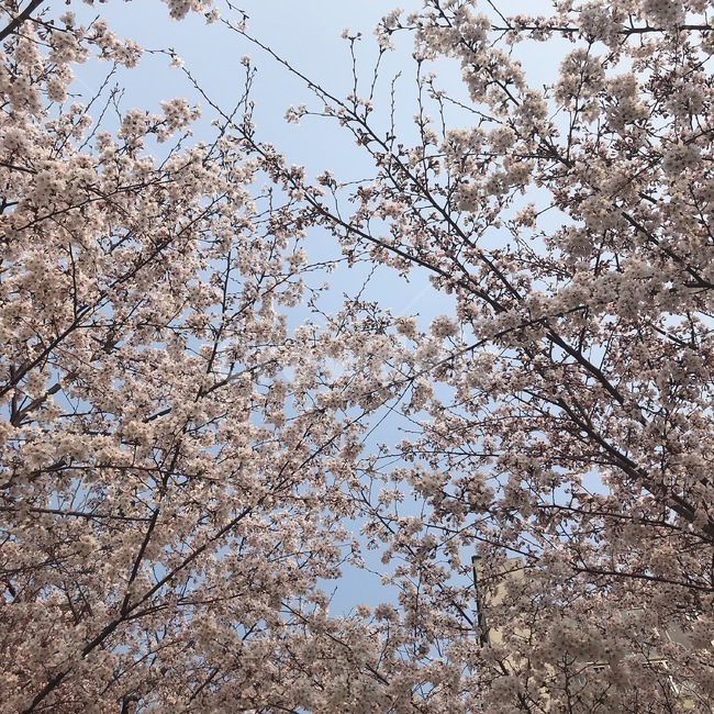 꽃,벚꽃,분홍색,flower,blossom,식물,자연,plants,nature,꽃,flower