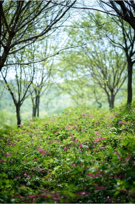 꽃,자연,식물,야생화,금낭화,자연,풍경,nature,landscape,plant,tree,나무,tree trunk,나무 줄기