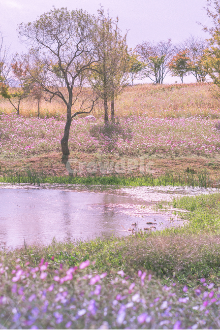 오리,배경화면,강,나무,식물,꽃,plants,nature,가을,계절,fall,autumn,season,자연,풍경,nature,landscape,outdoors,옥외,land,땅,water,물