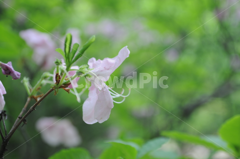 꽃,봄,flower,spring,봄꽃,식물