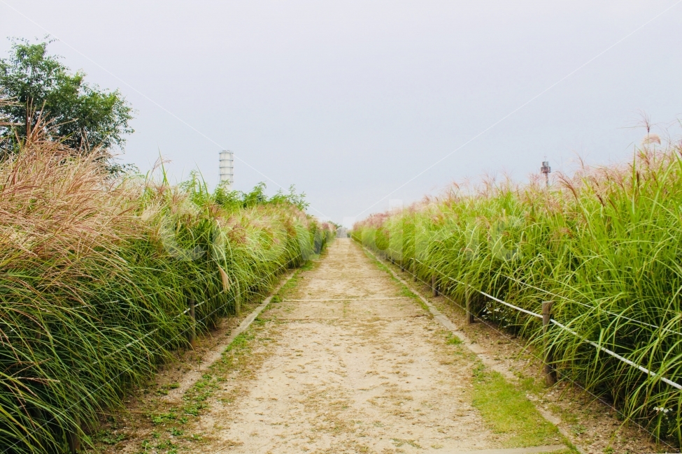 길,구도,갈대밭,걷기,산책,풍경,자연,풍경,nature,landscape
