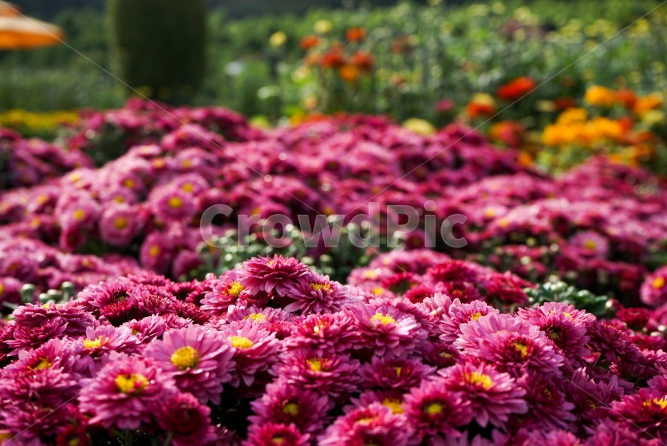 가을,한국의가을,국화,꽃,국화꽃,보라색,햇빛,식물,자연,plants,nature,꽃,flower