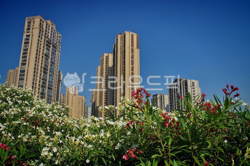 풍경,집,아파트,꽃,파란하늘,고층건물,landscape,house,apartment,flower,bluesky,highrisebuilding,하늘,구름,나무,배경,백그라운드,Sky,cloud,tree,backdrop,background,여름,summer,자연,식물,개화,Nature,plant,blossom,blow,계절,season,감성,sensibility,포근함,아늑함,느낌,치유,cozy,snug,feeling,healing,도시,town,건물,building,urban,highrise,전원주택,countryhouse