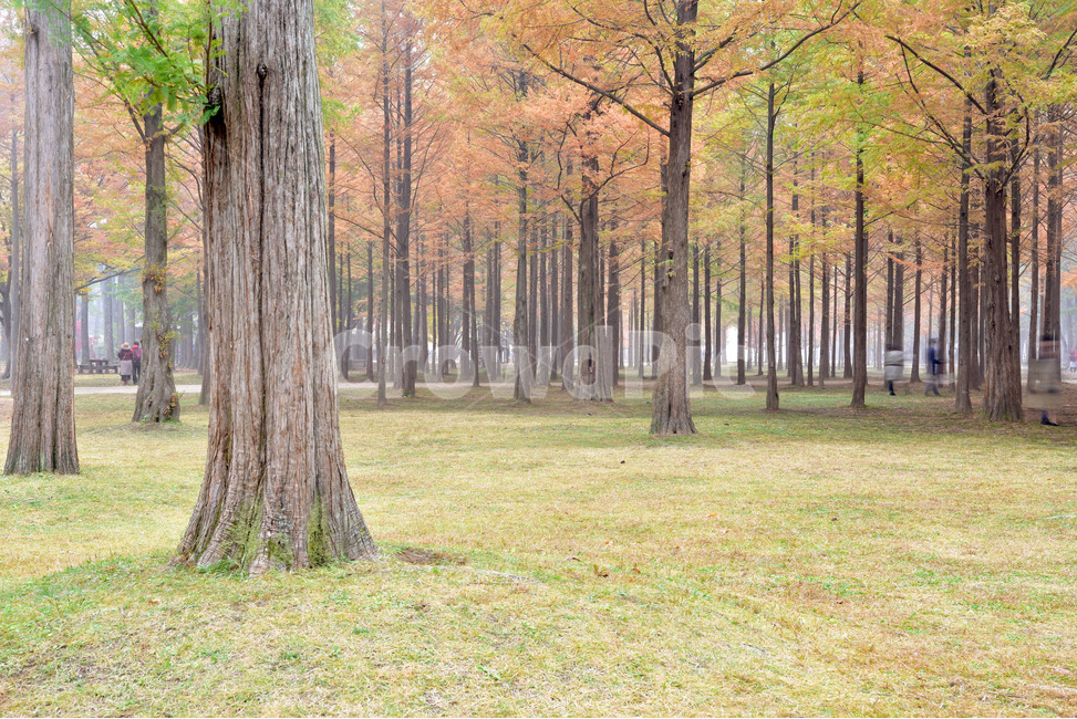 tree,나무,숲,메타세콰이아,metasequoia,수삼나무,가을,계절,fall,autumn,season,자연,풍경,nature,landscape,식물,plants,나무,trees,wood,plant,tree trunk,나무 줄기