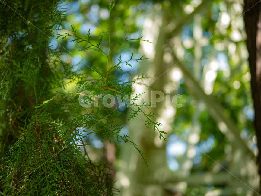 숲,나무,잎,여름,풍경,식물,자연,plants,nature