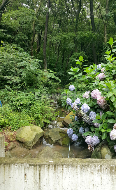 숲,꽃,풍경,배경,식물,풀