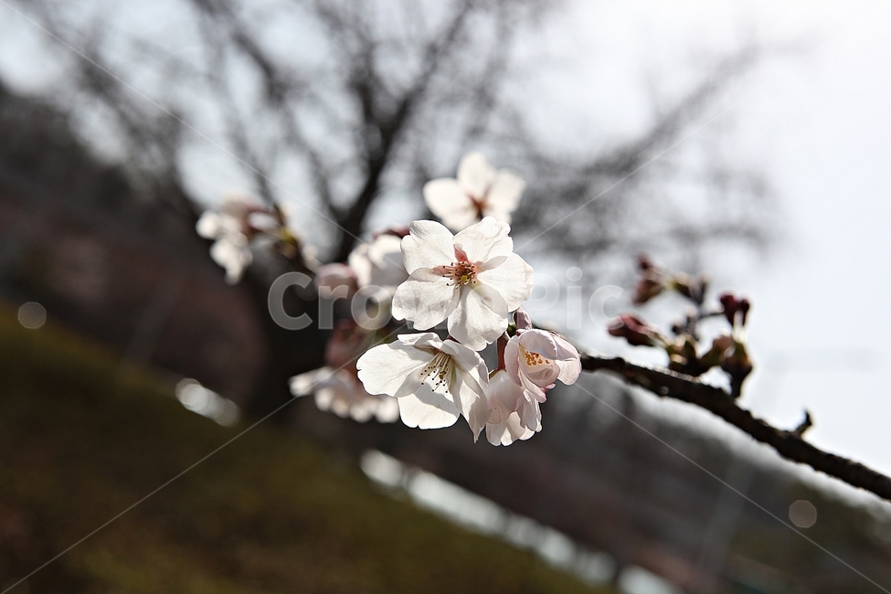 벗꽃,벗나무,꽃,봄꽃,벗꽃잎,꽃잎,식물,자연,공원,식물,자연,plants,nature,꽃,flower