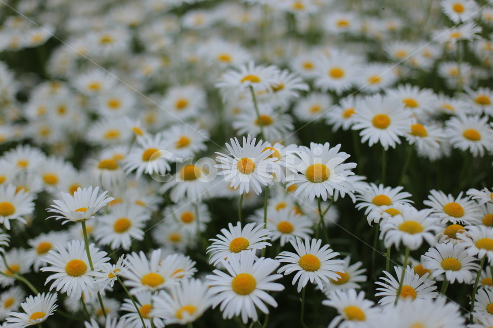 데이지,정원,화단,daisy,꽃,plant,식물,flower,blossom,daisies,꽃밭,야외,식물,자연,plants,nature,꽃,flower