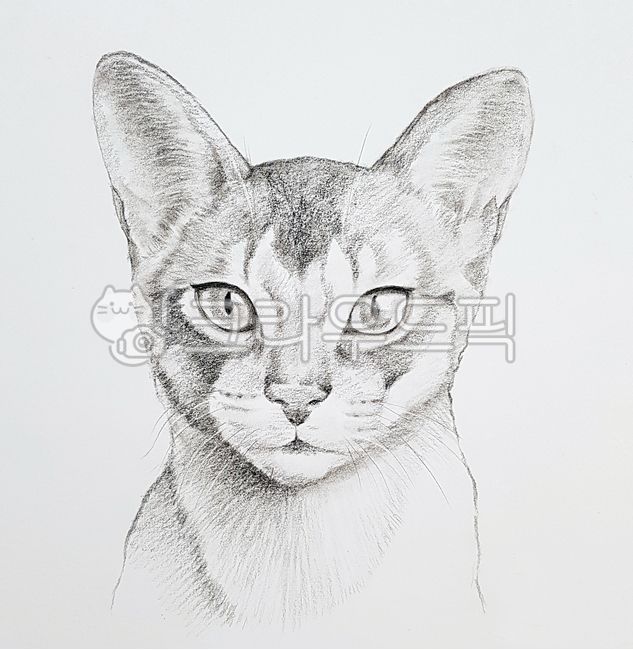 Companion cat portrait,pet drawing,cat drawing,cat portrait,Korean cat drawing,cat hand drawing,cat sketch