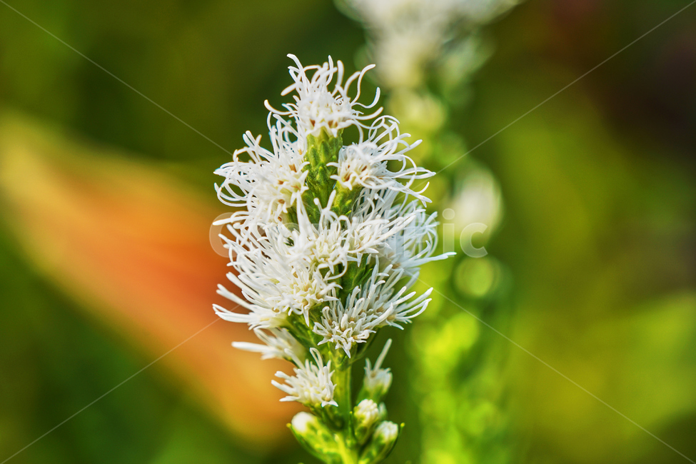 꽃,여름,식물,자연,공원,식물,자연,plants,nature,꽃,flower