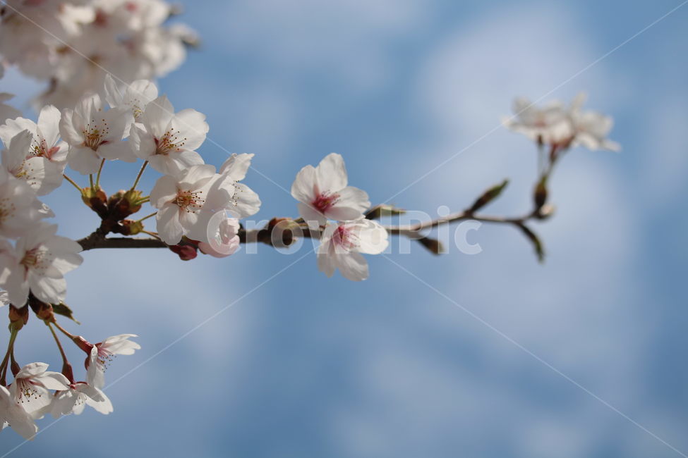 벚꽃,꽃,봄,계절,식물,자연,브라운,분홍색,하얀색,색깔,cherryblossom,pink,brown,white,flower,spring,season,color,plant,nature,봄,계절,spring,season,식물,자연,plants,nature,꽃,flower,blossom