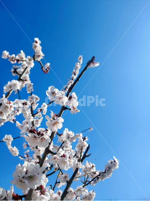 plant,식물,flower,꽃,blossom,매실,자연,nature,매실꽃