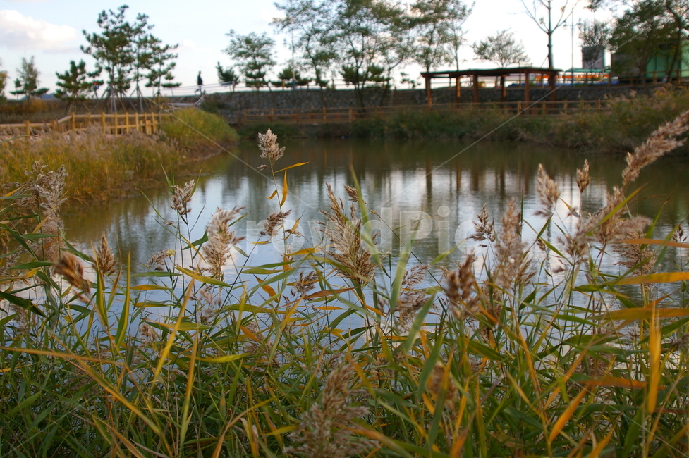 소래포구,월곶,가을,풍경,nature,water,물,outdoors,옥외,plant,식물,감성사진